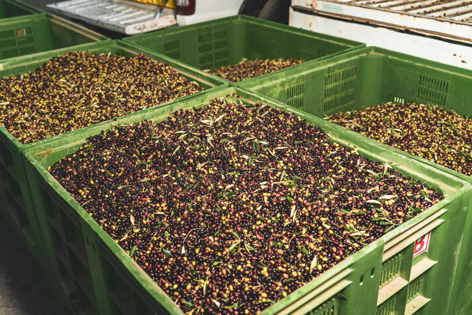 Caisses d'olives fraîchement récoltées à l'huilerie