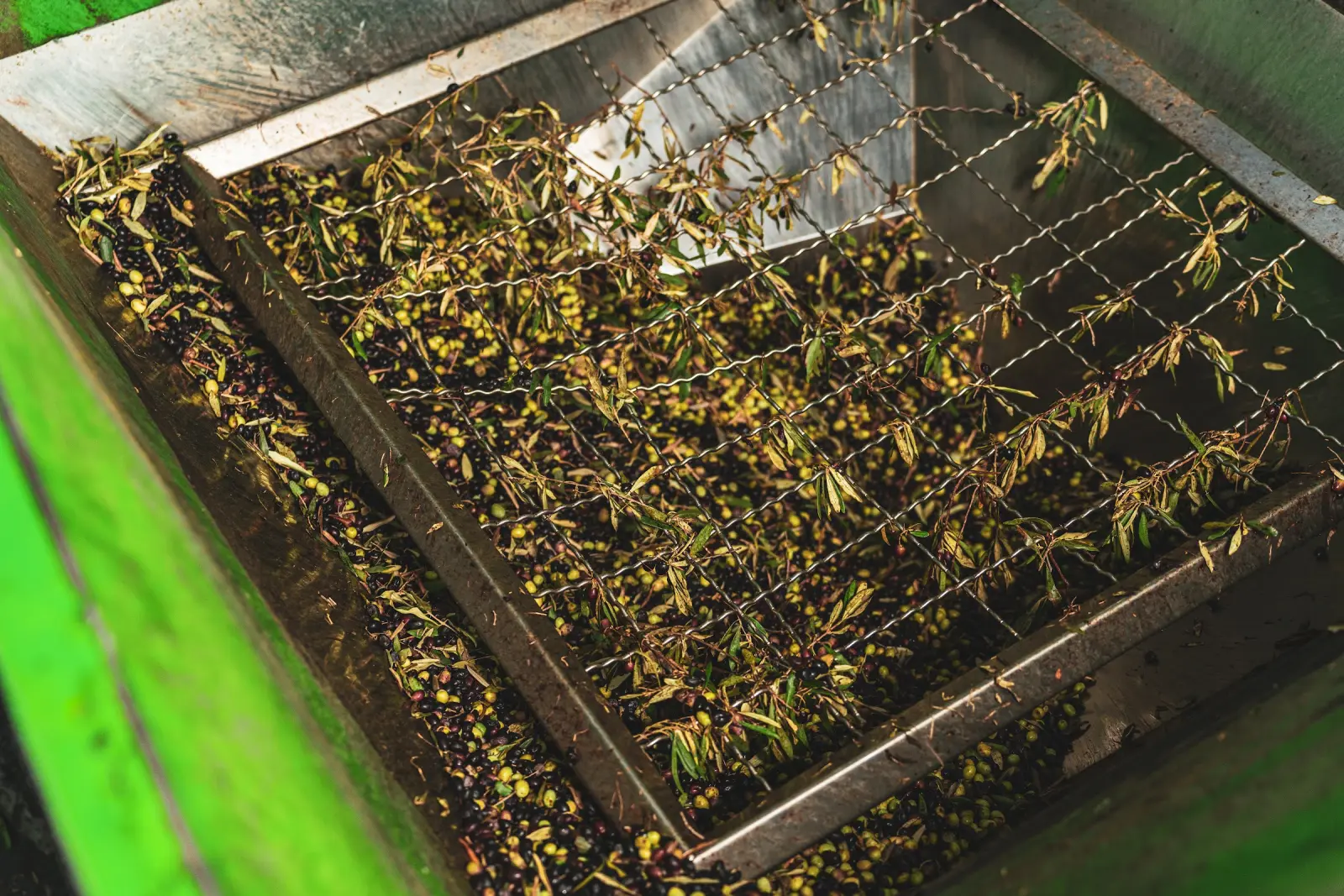 Olives sur la trieuse de l'huilerie Barhoumi