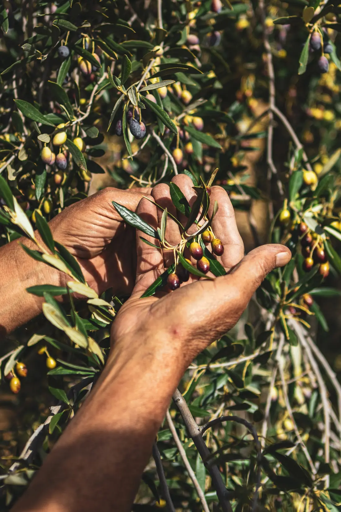 Mains cueillant des olives sur la branche