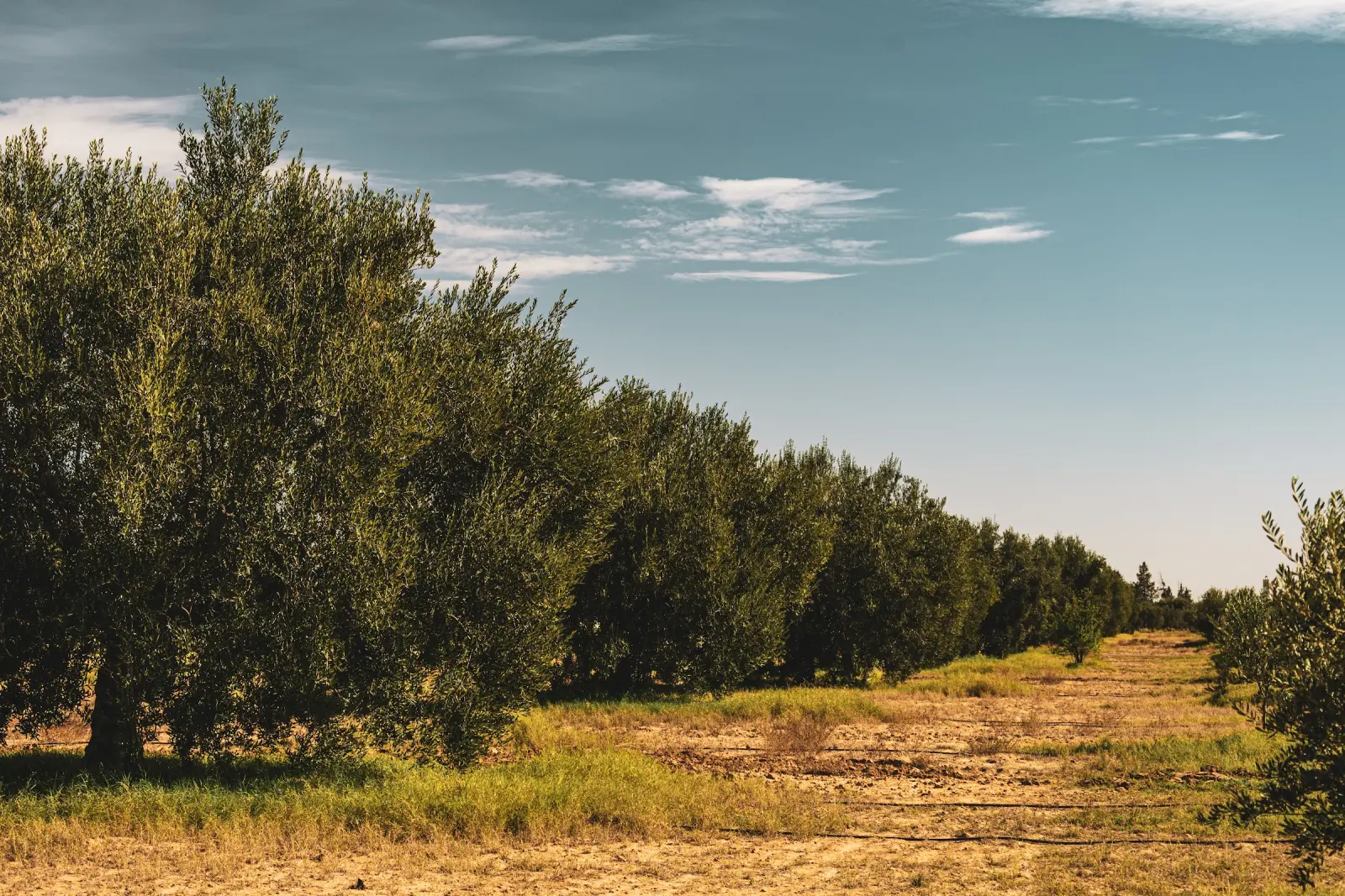 Rangées d'oliviers du domaine à Kairouan