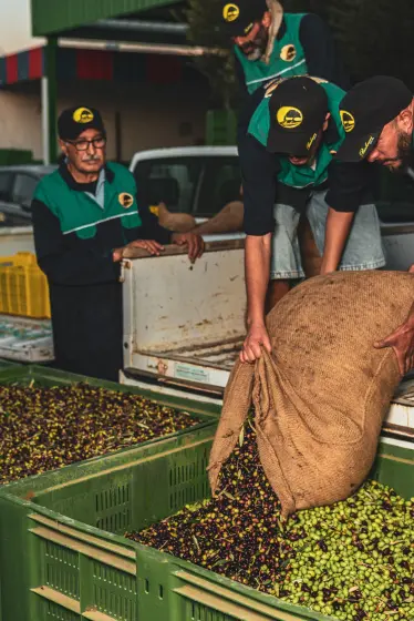 L'arrivée des olives à l'huilerie